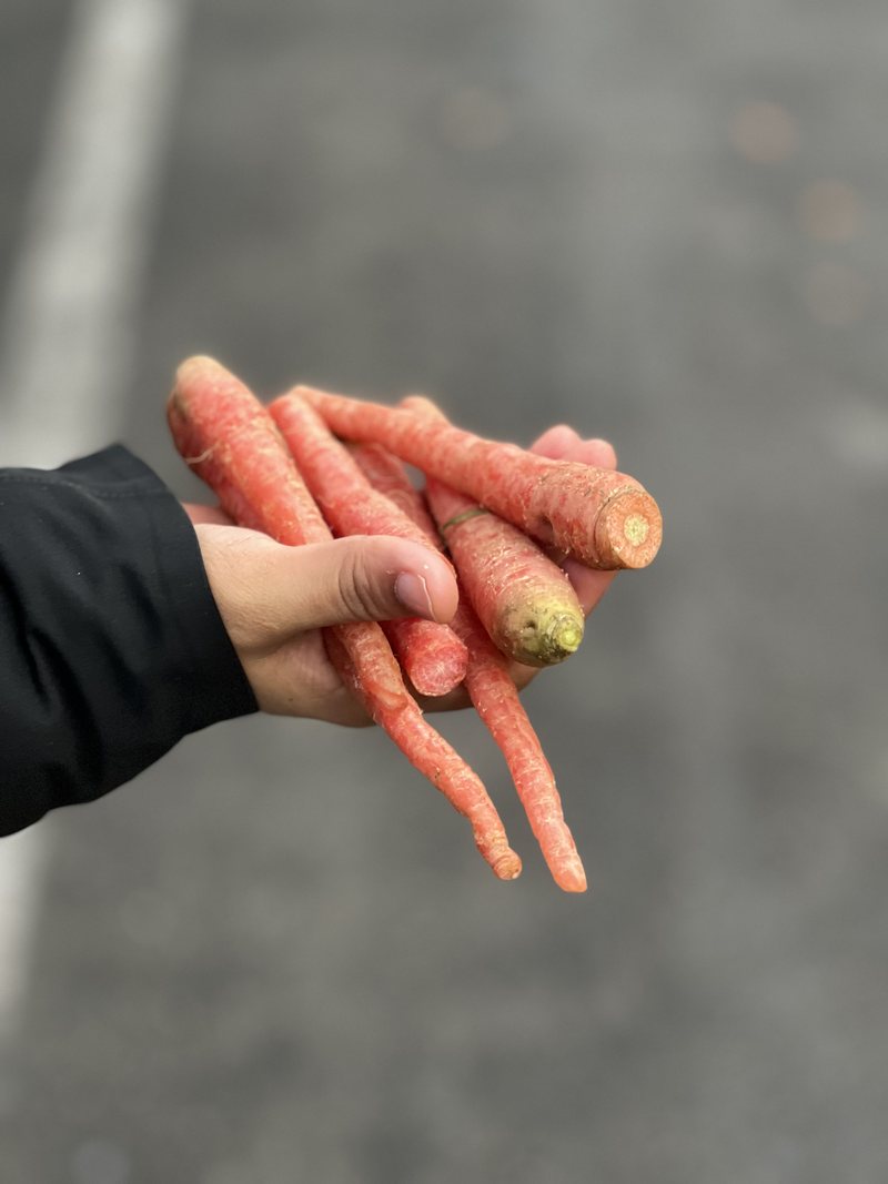 A hand holding a bunch of carrots